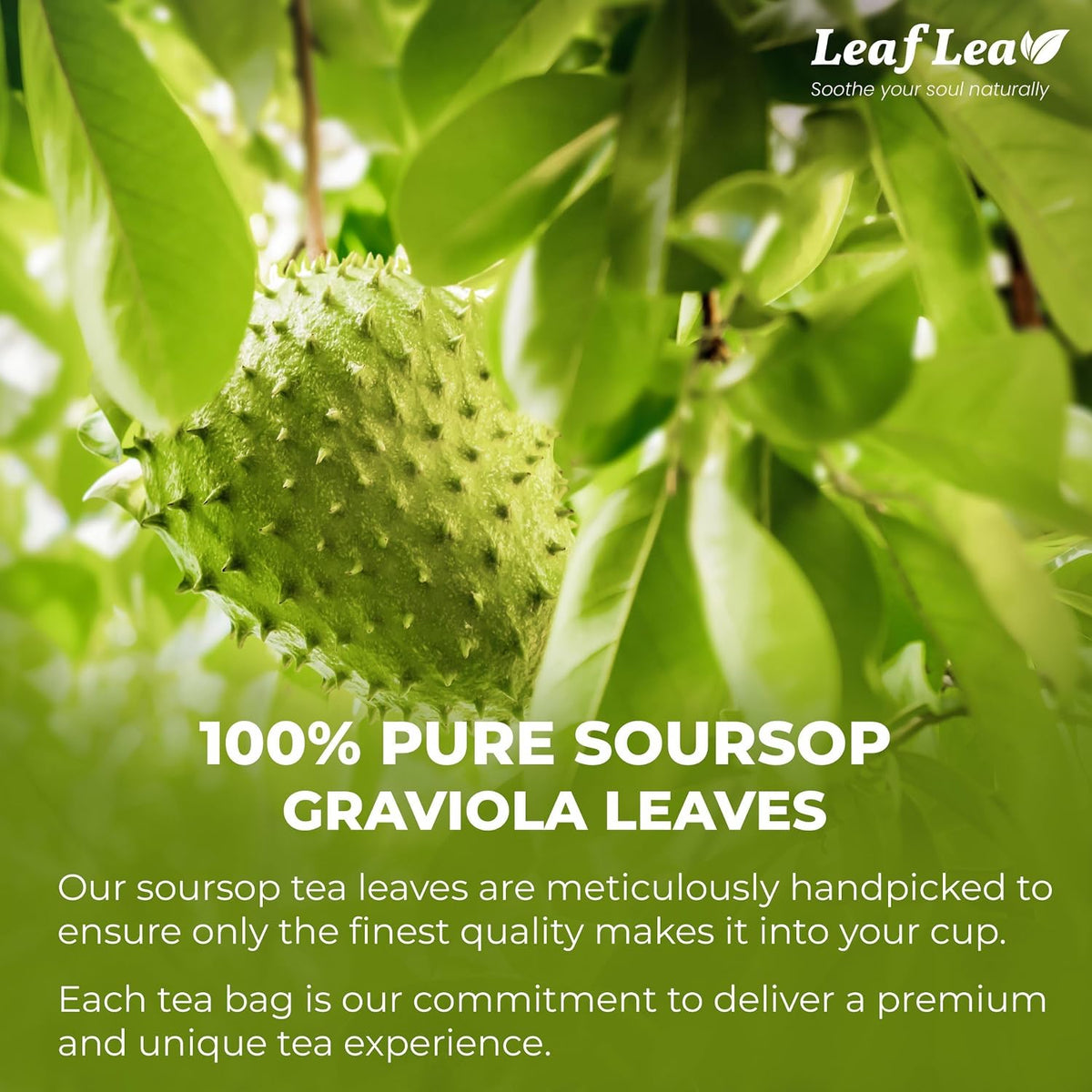 LeafLea 120 Soursop Tea Bags, from 100% Natural Soursop Graviola Leaves