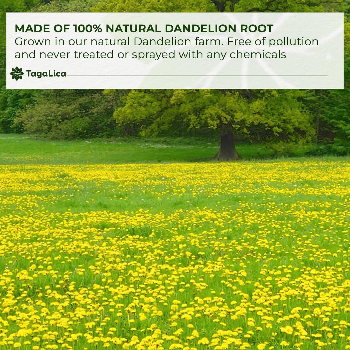 Tagalica, Premium 135 Dandelion Root Tea Bags, 100% Natural & Pure from Dandelion Root, Eco-Conscious Tea Bags, Herbal Tea. No Sugar, No Caffeine, No Gluten, Vegan