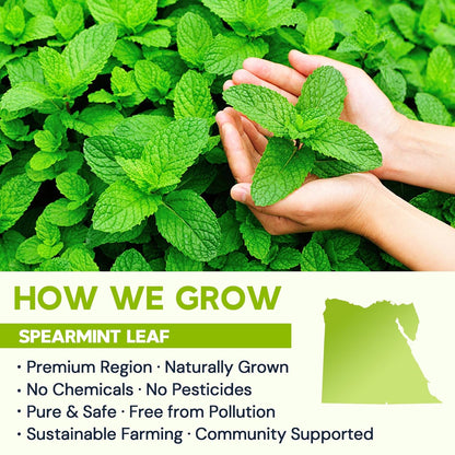 Spearmint Leaf Tea - Caffeine Free, 120 Teabags