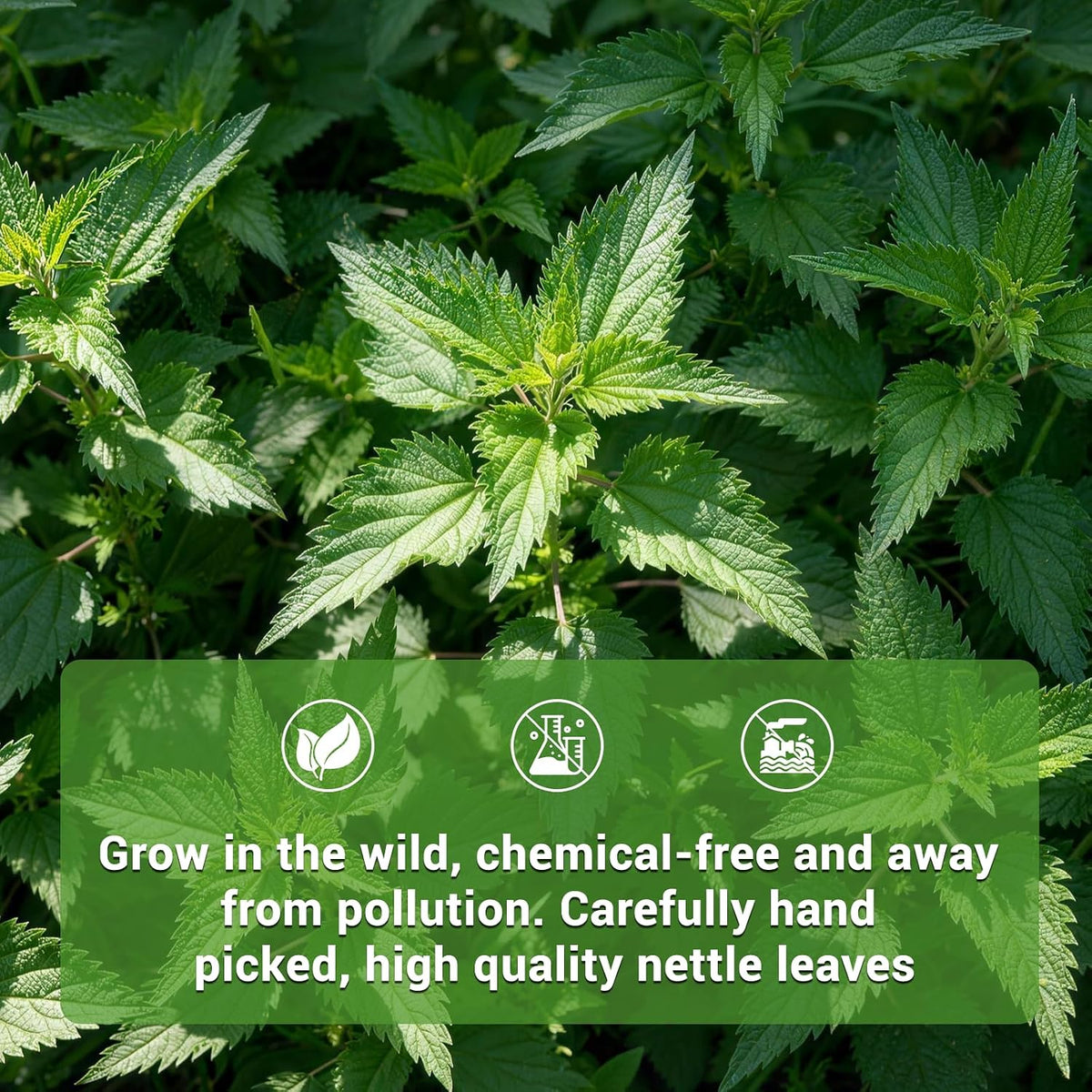 Nettle Leaf Tea, 50 Count, Dried Nettle Leaves, Caffeine-Free Herbal Tea