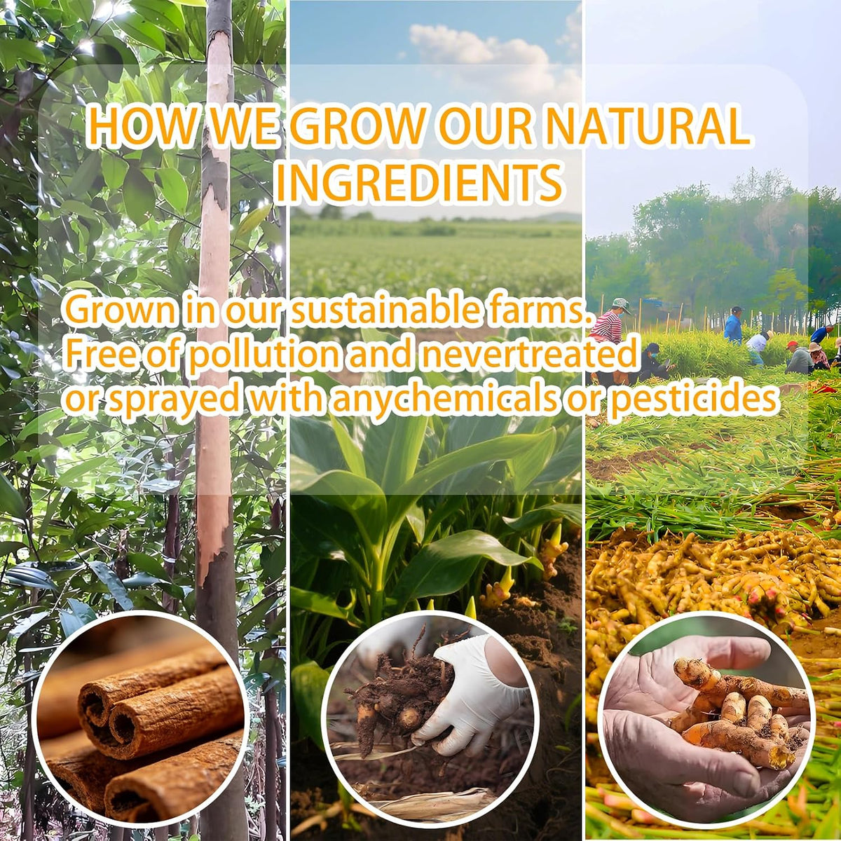 Turmeric Ginger Cinnamon Tea Bags - 100% Natural Anti-Inflammatory Herbal Blend, 120 Count Caffeine Free Vegan Wellness Tea for Digestive Health & Immune Support - Warm Spicy Comfort in Every Cup