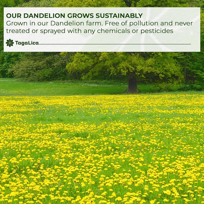 Tagalica, Premium 135 Dandelion Root Tea Bags, 100% Natural & Pure from Dandelion Root, Eco-Conscious Tea Bags, Herbal Tea. No Sugar, No Caffeine, No Gluten, Vegan