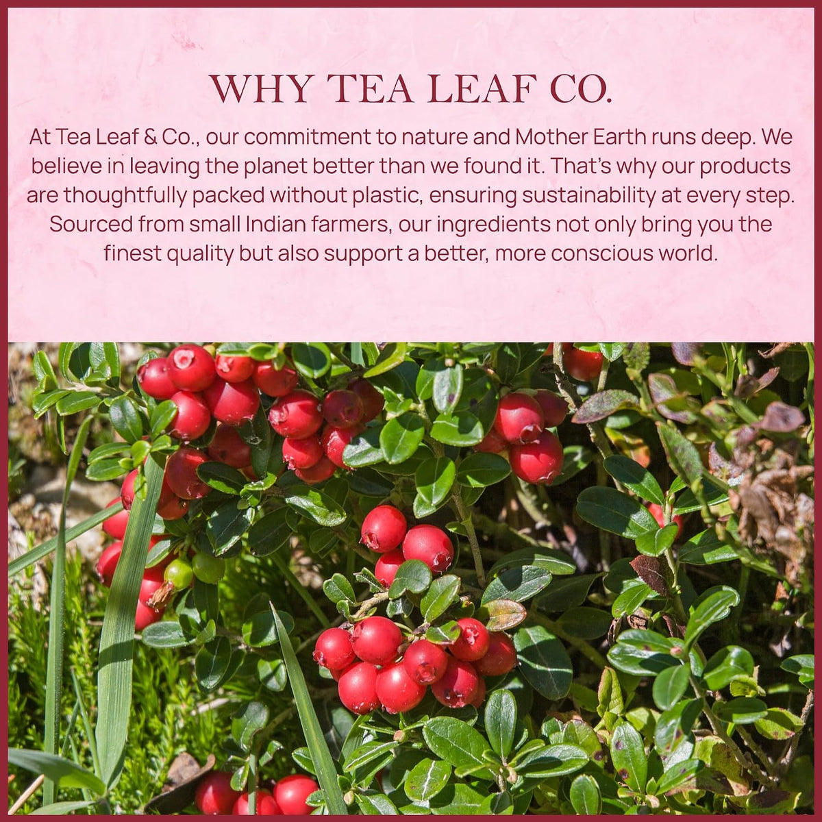 Cranberry Orange Black Tea 100gm, Natural Herbal Infusion, 50 Tea Bags