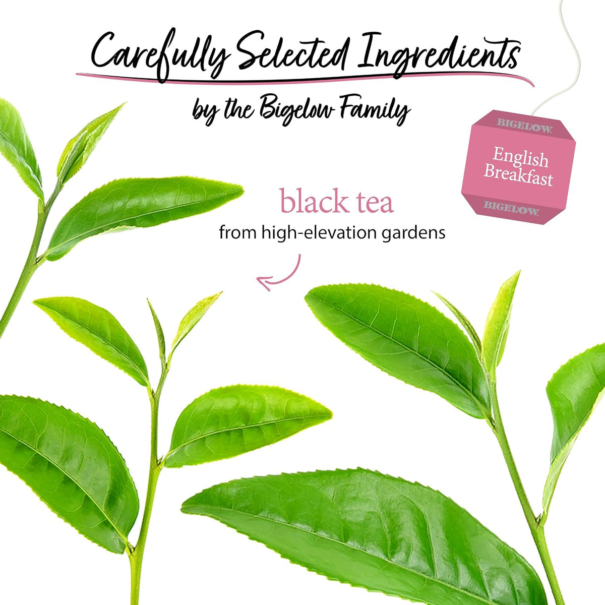 Bigelow Tea English Breakfast Black Tea, 20 Count (Pack of 6)