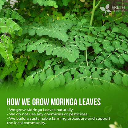 FreshDrinkUS, Premium Moringa Leaf Tea, 135 Count, Pure, Caffeine Free