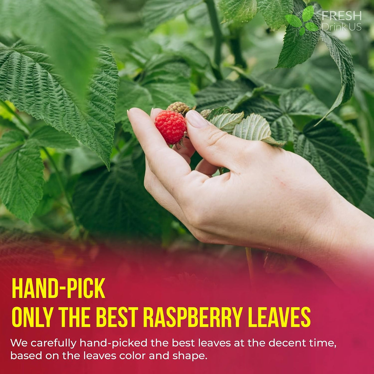 FreshDrinkUS, Premium Raspberry Leaf Tea, Pure, Caffeine Free