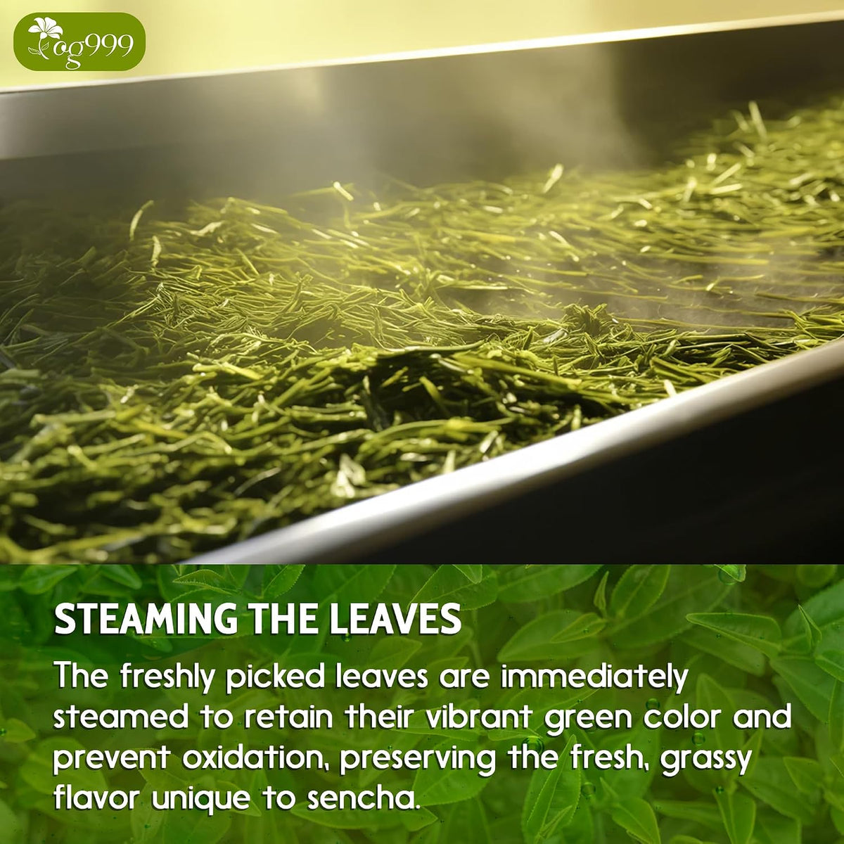 TOG999 Premium Sencha Green Tea Bags, Japanese Sencha Green Tea, 120 Bags