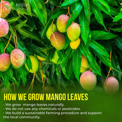 FreshDrinkUS, Premium 40 Mango Leaf Tea Bags, 100% Natural& Pure from Mango Leaves. Herbal Tea. No Sugar, No Caffeine, No Gluten, Vegan.
