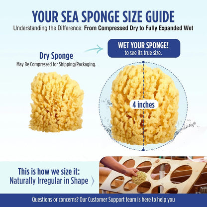 Baby Buddy Natural Wool Sea Sponge, Newborn Bath Time Essential, Ultra Soft for Delicate Skin, Hypoallergenic and Biodegradable, 2 Pack