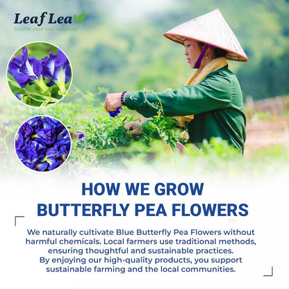 LeafLea Butterfly Pea Tea Bags, 100% Butterfly Pea Flowers, 80 Count