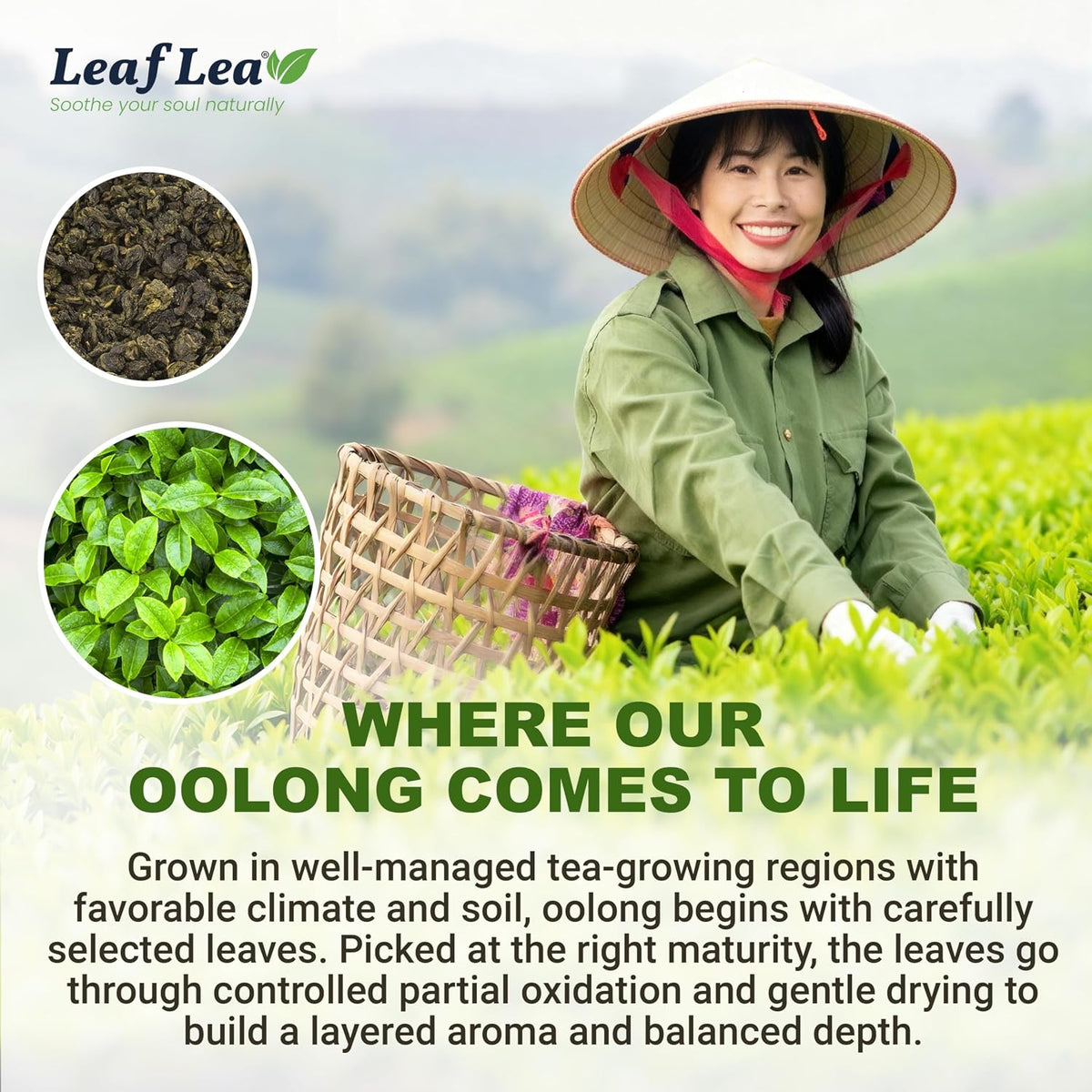 LeafLea Oolong Tea Bags, Post-Meal Comfort & Daily Ease, 80 Count