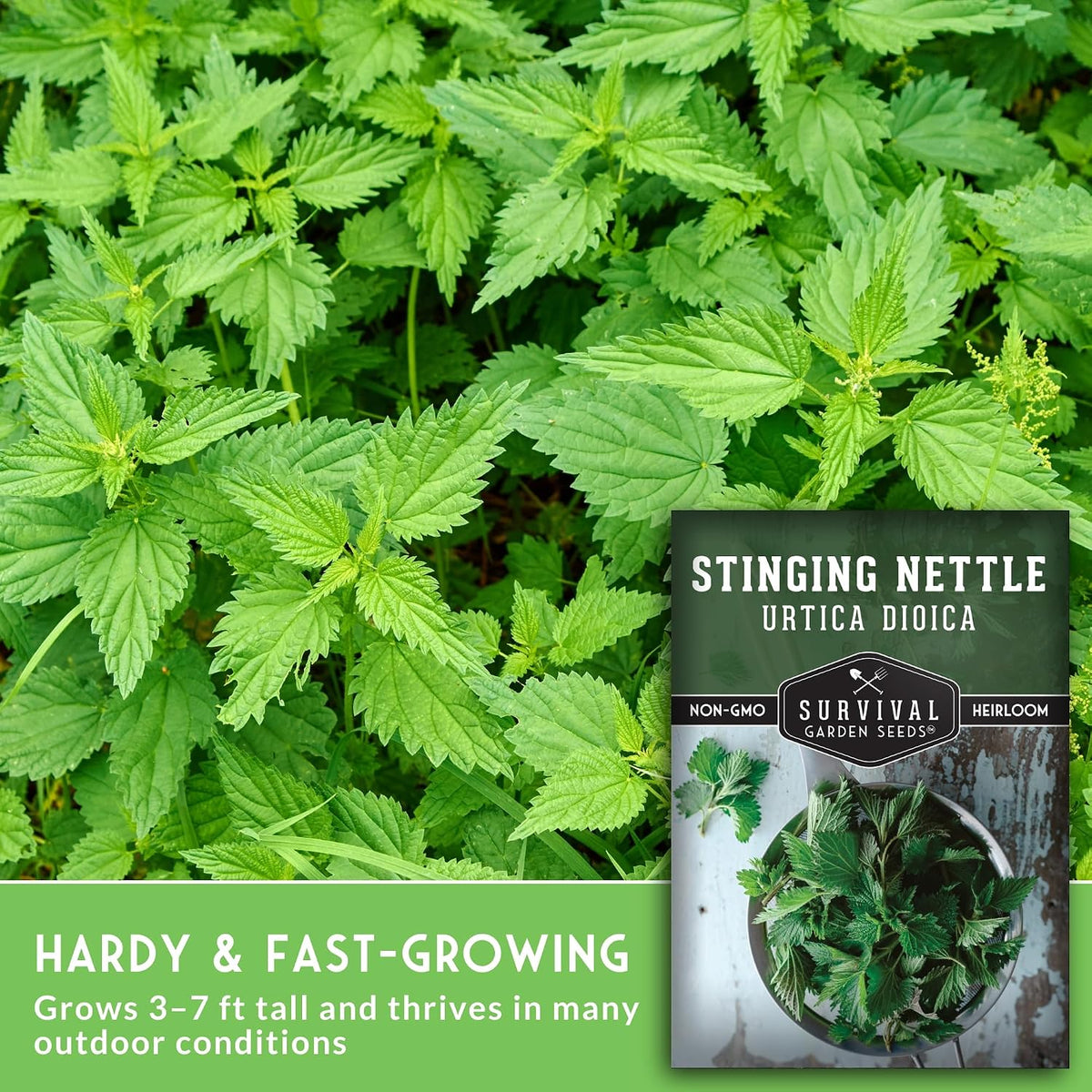 Stinging Nettle Seeds for Planting - 2 Packs