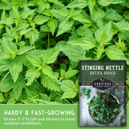 Stinging Nettle Seeds for Planting - 2 Packs