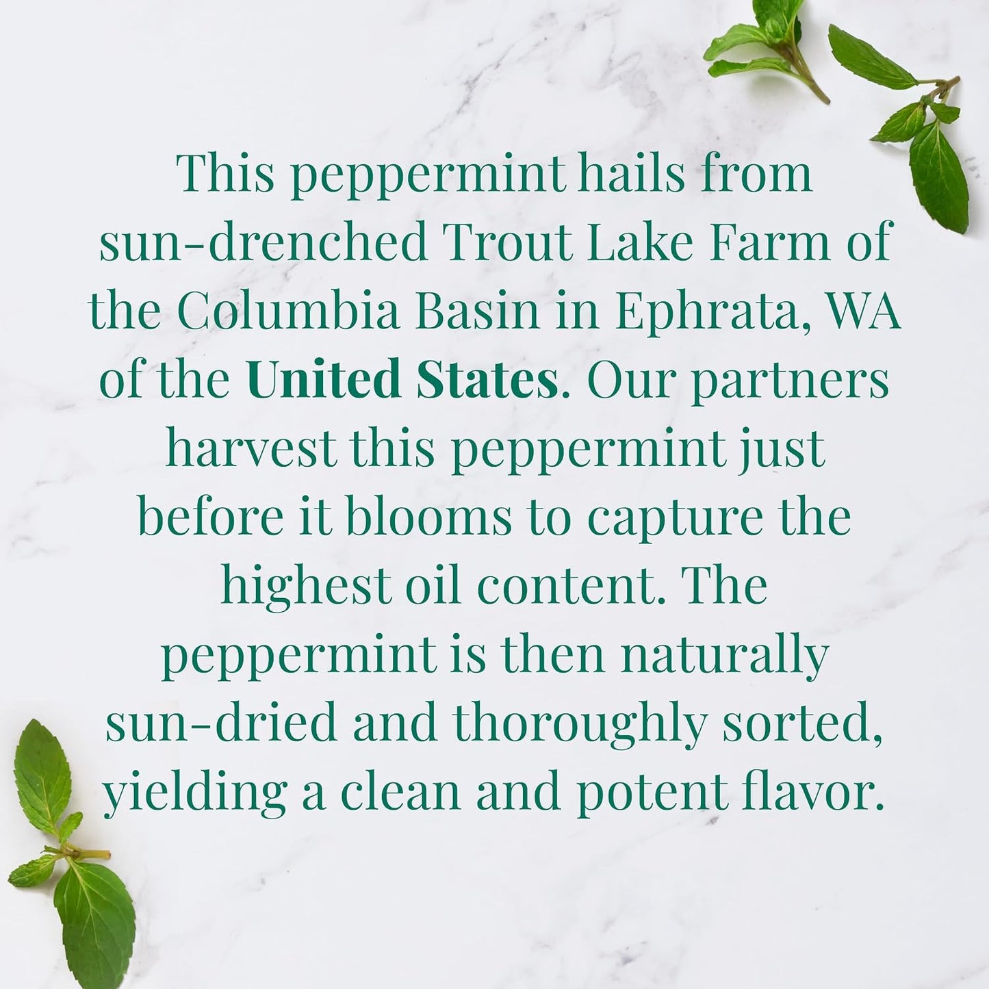 The Republic of Tea — Organic American Peppermint SuperHerb Tea Tin, 36 Herbal Tea Bags, Naturally Caffeine-Free Herbs of Origin