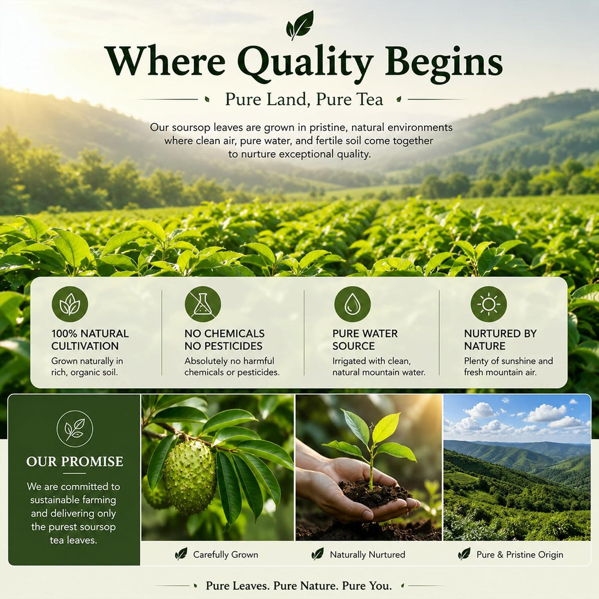WOTIHA Premium Soursop Tea Bags (65 Count) - 100% Natural Graviola Leaves Made With Corn Fiber Tea Bag Food-Grade Biodegradable Herbal Tea - Sugar/Caffeine/Gluten Free Hoja Guanabana