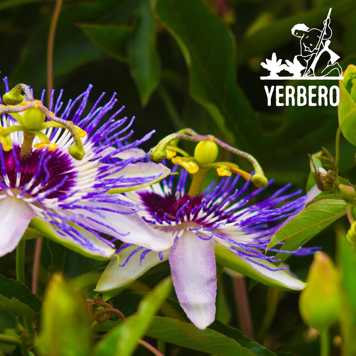 Yerbero - Pasiflora 3.5oz (100gr) Passion Flower Whole Herbal Tea | WildCrafted Stand Up Resealable Bag | Crafted By Nature100% All Natural, non-GMO, Gluten-free.
