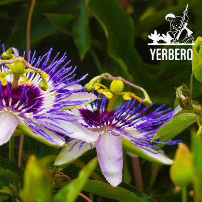 Yerbero - Pasiflora 3.5oz (100gr) Passion Flower Whole Herbal Tea | WildCrafted Stand Up Resealable Bag | Crafted By Nature100% All Natural, non-GMO, Gluten-free.