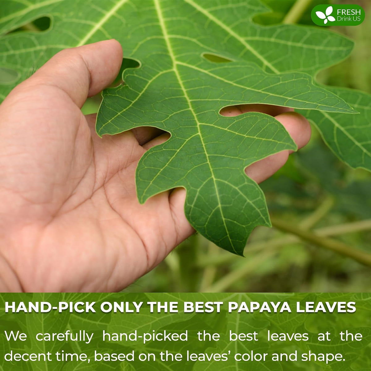 FreshDrinkUS, Premium 40 Papaya Leaf Tea Bags, 100% Natural & Pure from Papaya Leaves. Loose Leaf Herbal Tea. Made with Natural Material Tea Bags. No Sugar, No Caffeine, No Gluten, Vegan.