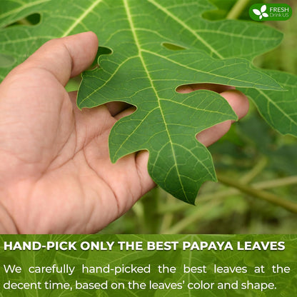 FreshDrinkUS, Premium 40 Papaya Leaf Tea Bags, 100% Natural & Pure from Papaya Leaves. Loose Leaf Herbal Tea. Made with Natural Material Tea Bags. No Sugar, No Caffeine, No Gluten, Vegan.