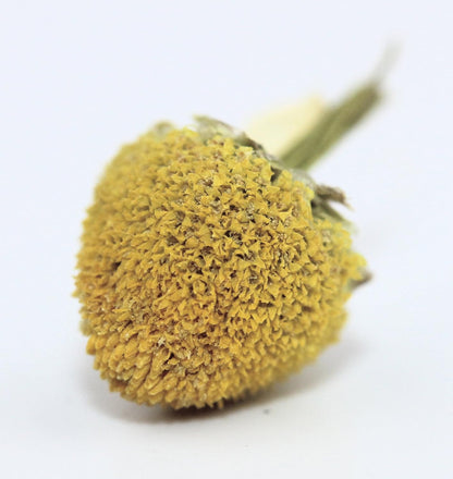 Lemon Balm (Herbal Tea): (Melissa Officinalis Caffeine Free) - Balm Leaf (Cut and Sifted), 1lb (16Oz) U.S. Wellness Bulk Tea