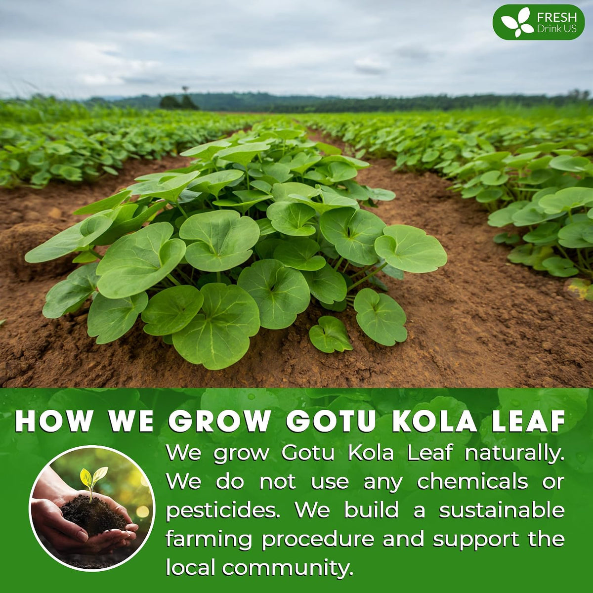 FreshDrinkUS, Premium Gotu Kola Leaf Tea, 40 Count, Pure, Caffeine Free