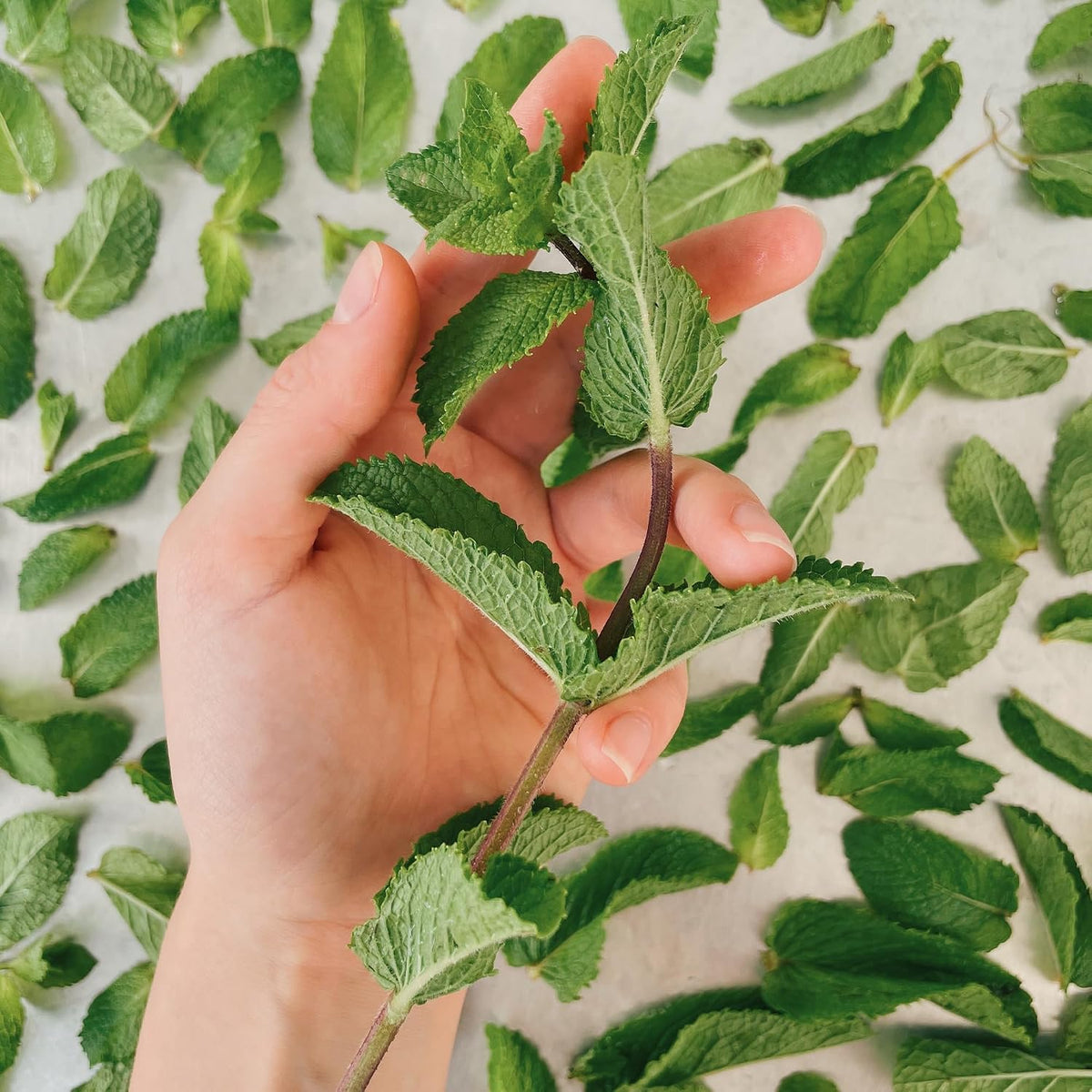 GranAroma Dried Spearmint Leaves, 2.8 oz, Refreshing & Aromatic, Drinks & Teas, Crisp Herb