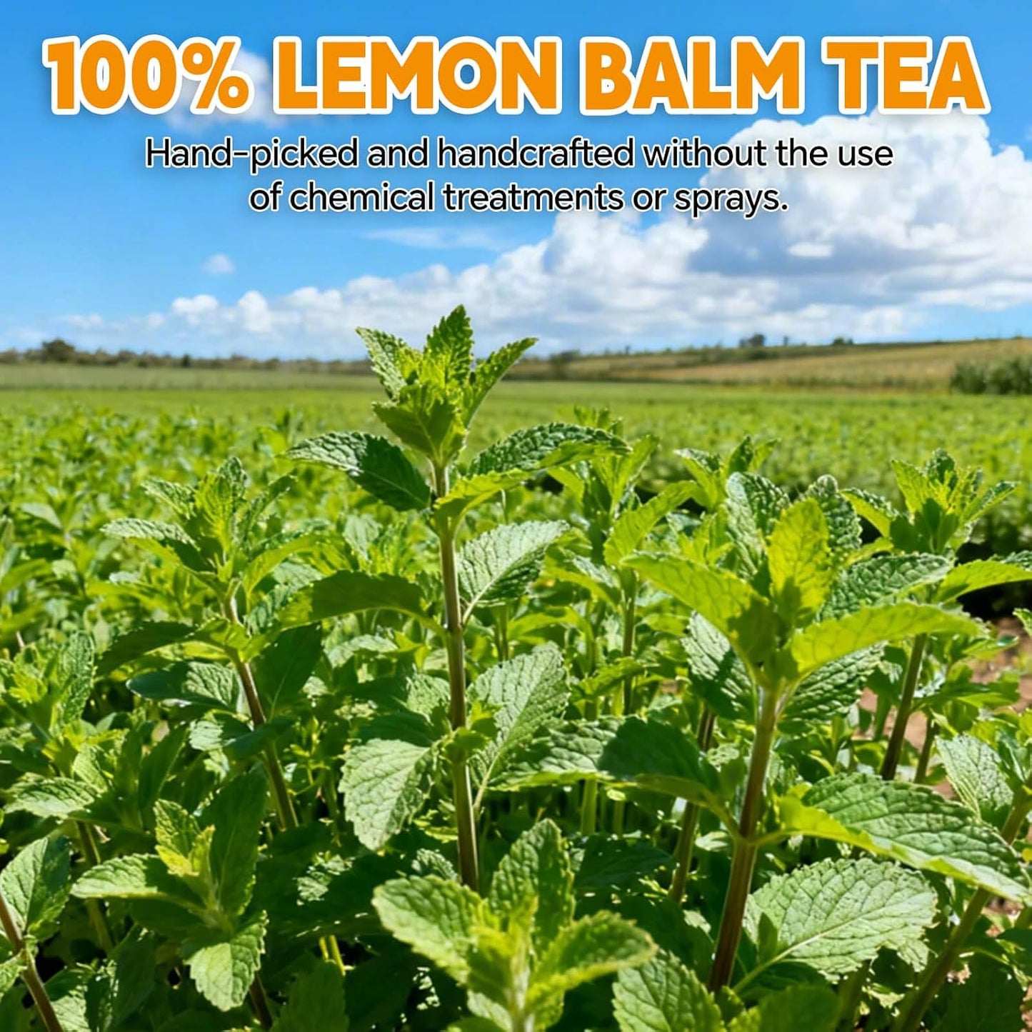 Lemon Balm Leaf Tea Bags-120 Tea Bags (2g/Bag), Made with 100% Natural Lemon Balm Leaves | Helps with Digestion and Antioxidation | Caffeine-Free | Sugar-Free | Gluten-Free | Vegan | Eco-Friendly Tea Bags