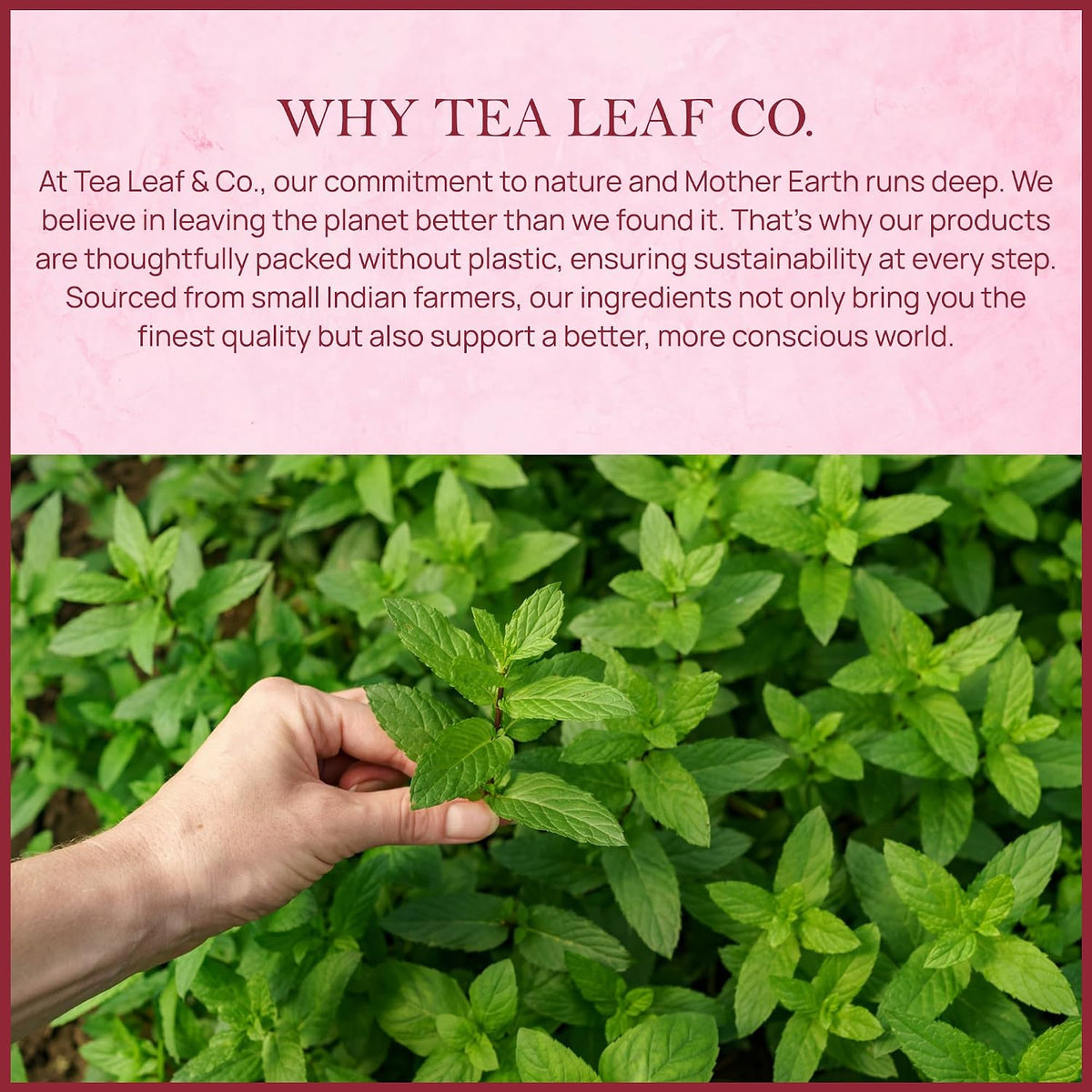 Orange Ginger Mint Herbal Tea 100gm, Natural Herbal Infusion, 50 Tea Bags