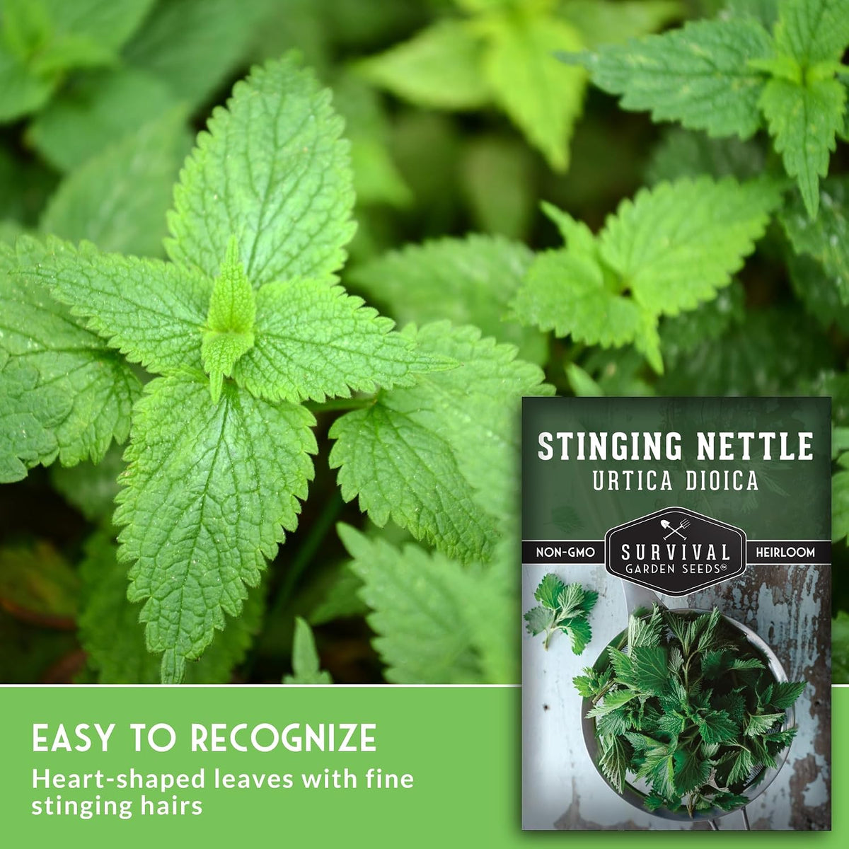 Stinging Nettle Seeds for Planting - 2 Packs