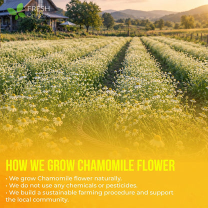 FreshDrinkUS, 135 Chamomile Tea Bags, 100% Natural and Pure Chamomile Flowers, Eco-Conscious Tea Bags. Chamomile Flower Herbal Tea. No Sugar, No Caffeine, No Gluten, Vegan.