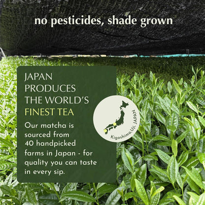 Encha Matcha - Ceremonial Grade Matcha Powder, Organic First Harvest Japanese Green Tea Powder, Tea From Uji, Japan (30g/1.06oz)
