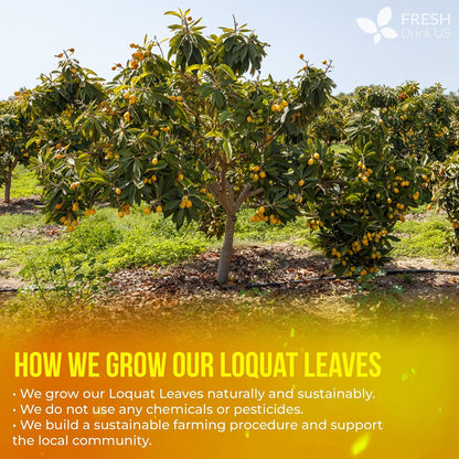 FreshDrinkUS, Premium Loquat Leaf Tea, 40 Count, Pure, Caffeine Free