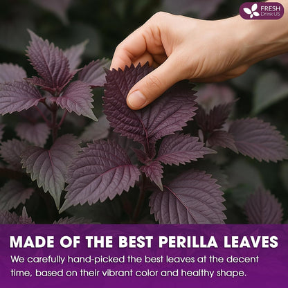 FreshDrinkUS, Premium Perilla Leaf Tea, 75 Count, Pure, Caffeine Free