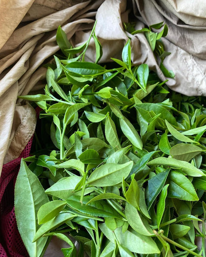 Arroyo Kitchen by Little Jasmine, Non-GMO Rose Oolong Tea Bag, 4 Gr of Premium Taiwanese Whole Tea Leaves and Flowers per Bag, PLA Tea Bag, Brew Hot or Cold