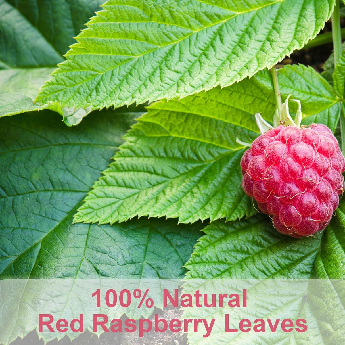 TEARELAE Raspberry Leaf Tea, 60 Herbal Tea Bags, Light Woody Aroma