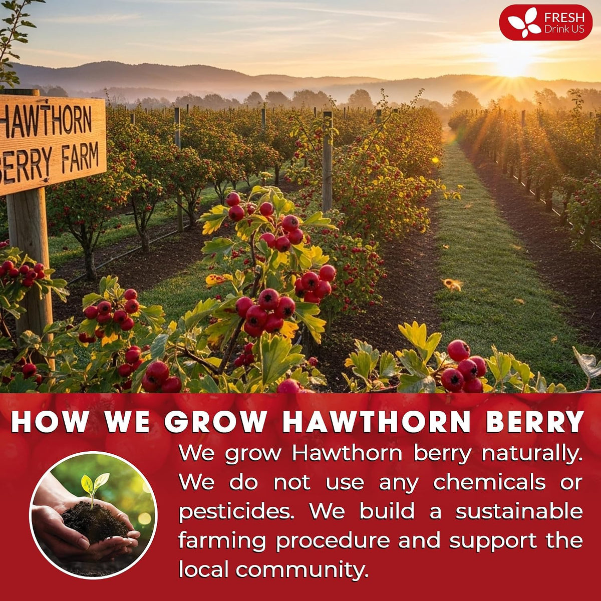 FreshDrinkUS, Premium Hawthorn Berry Tea, 75 Count, Pure, Caffeine Free
