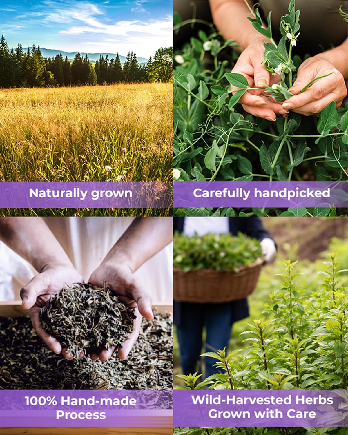 50 Bags Chaste Tree Berry Сhasteberry Tea Vitex Tea Herb (Vitex Agnus-Castus) - 2 g Bags Chaste Tree Berry Herbal Vitex Sauzgatillo