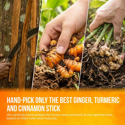 FreshDrinkUS, Premium Turmeric Ginger Cinnamon Tea, 75 Count, No Caffeine