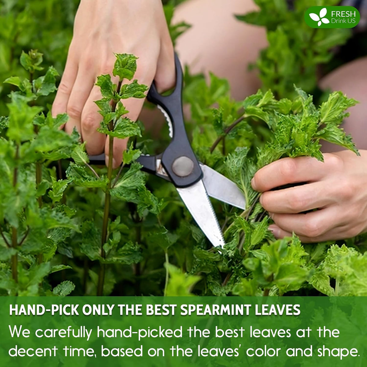 Spearmint Tea Bags, 100% Natural & Pure Spearmint Leaves. Loose Leaf Spearmint Herbal Tea. Spearmint Leaf Tea. No Sugar, No Caffeine, No Gluten, Vegan.