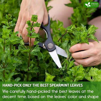 Spearmint Tea Bags, 100% Natural & Pure Spearmint Leaves. Loose Leaf Spearmint Herbal Tea. Spearmint Leaf Tea. No Sugar, No Caffeine, No Gluten, Vegan.