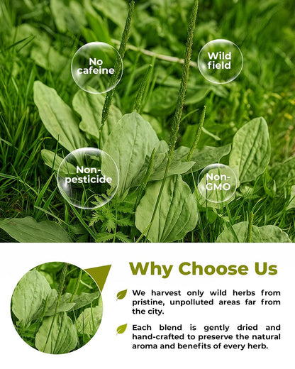 50 Bags Broadleaf Plantain Leaf Herb Tea (Plantago Majoris Folia) Plantain Leaves Tea - 50 Count 1.5 g Bags Llanten