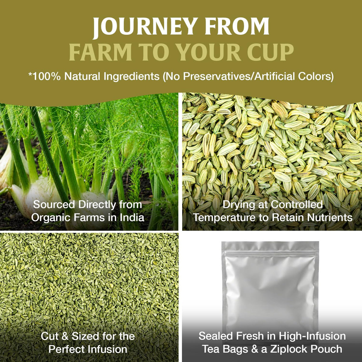HANDPICK Fennel Tea (40 Teabags) Authentic Indian Origin Natural Grown
