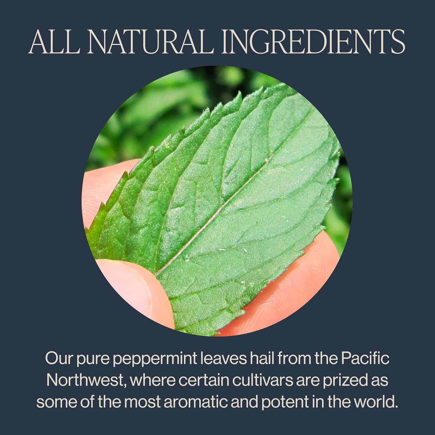 Rishi Tea Peppermint Herbal Tea - Organic, Caffeine Free Sachet Bags, Calming Sweet & Cooling Pure Peppermint Leaves - 50 Count