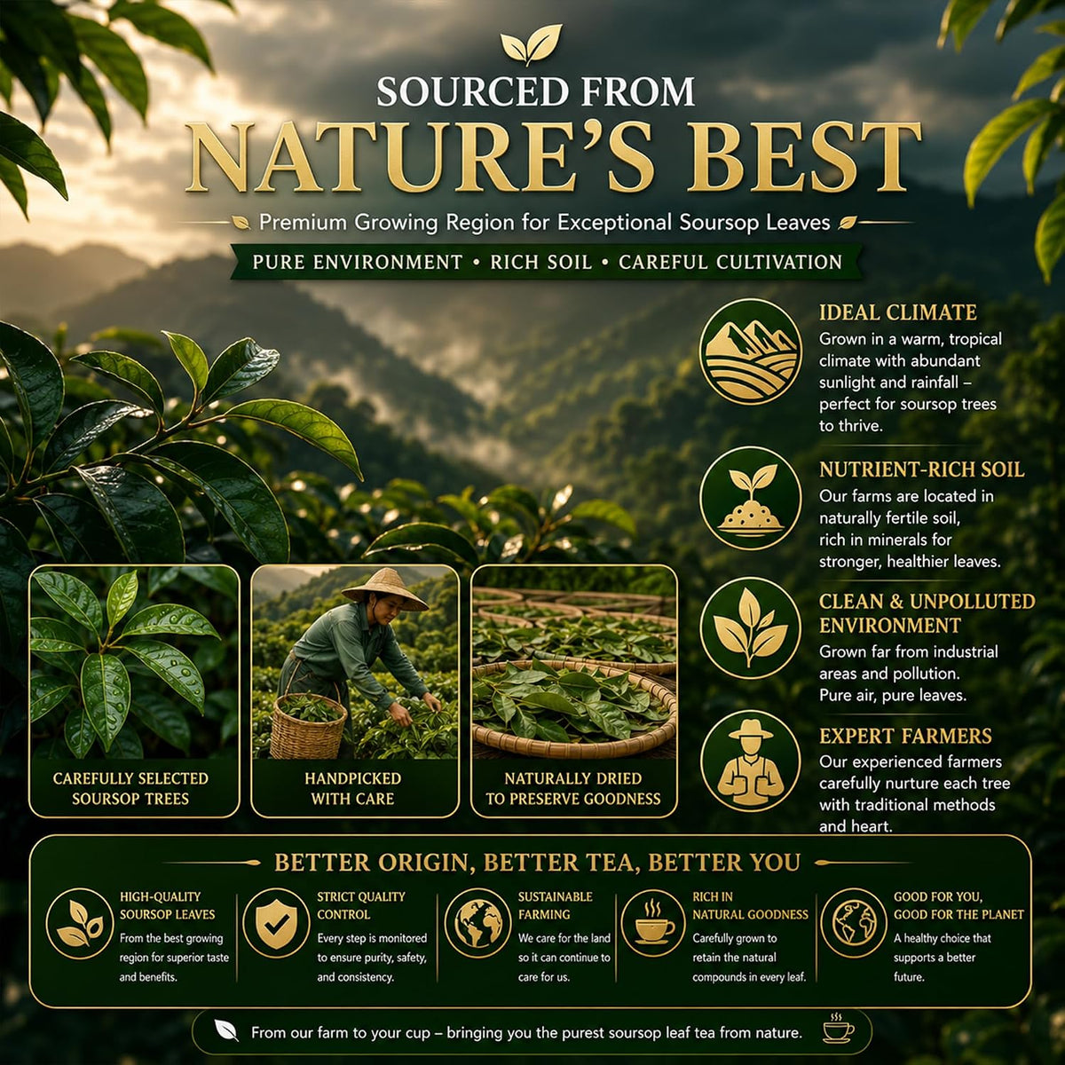 WOTIHA 45 Count Premium Soursop Graviola Tea Bags - 100% Natural soursop leaves, Non-GMO, Caffeine/Sugar/Gluten Free Vegan, Food-Grade Biodegradable Bags, Hojas De Guanabana.