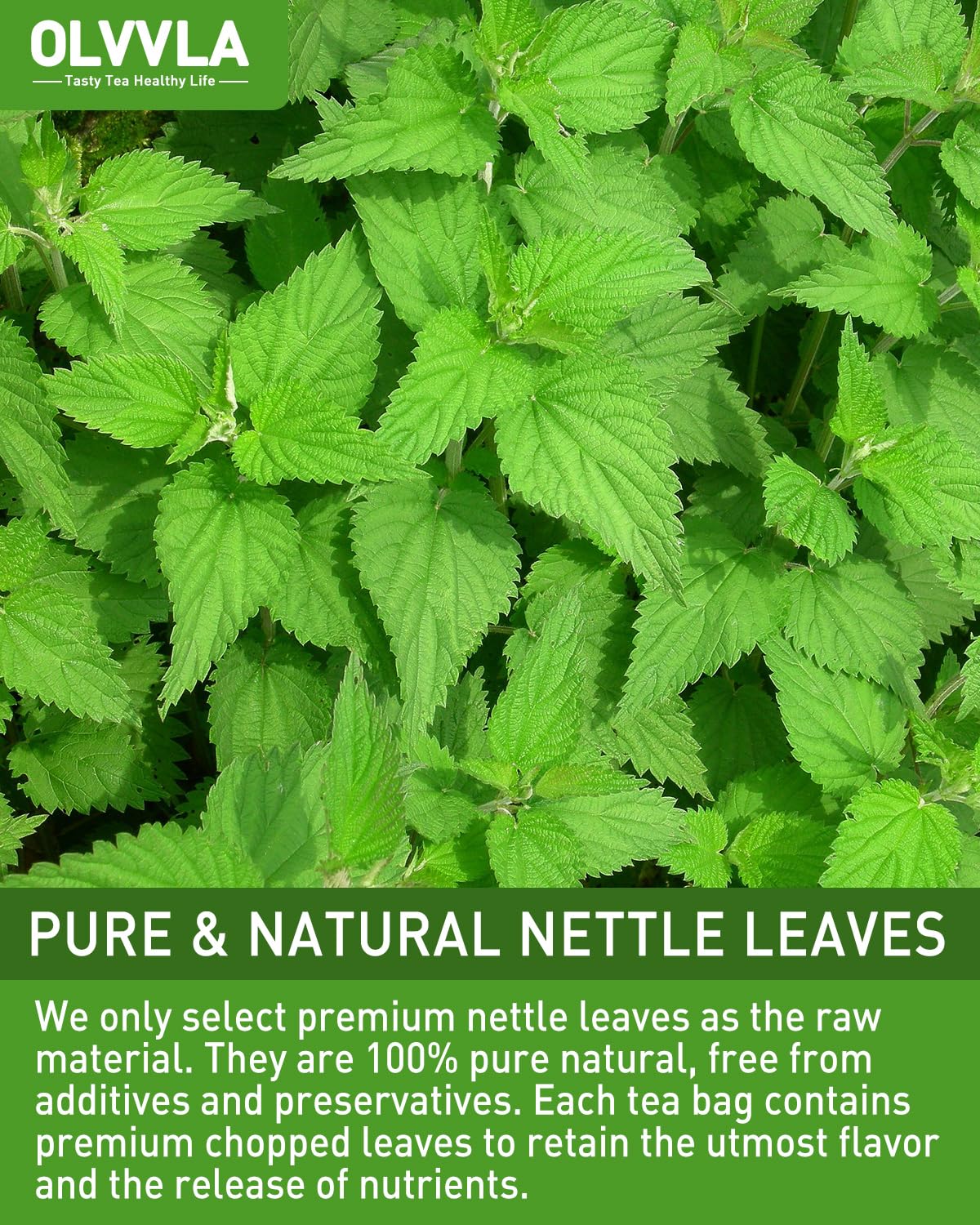 Olvvla - Nettle Leaf Tea - 1.5g X 60 Count - Pure Stinging Nettle Leaves