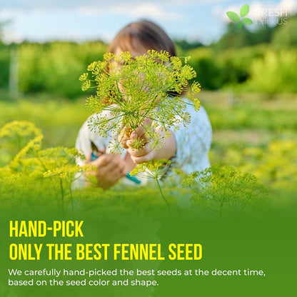 FreshDrinkUS, Premium 200 Fennel Tea Bags, 100% Natural & Pure from Fennel Seeds. Made with Natural Material Tea Bags. No Sugar, No Caffeine, No Gluten, Vegan.