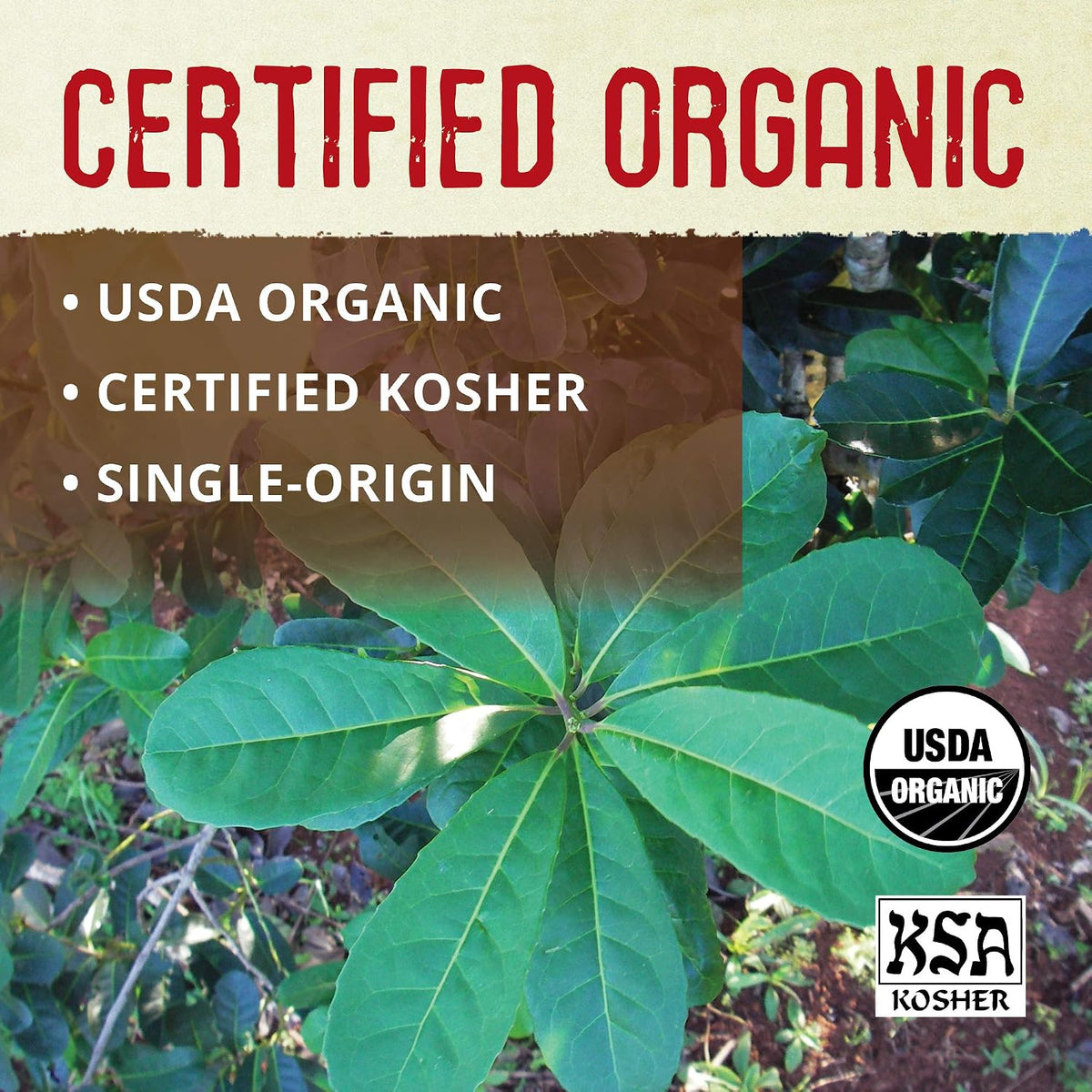 ECOTEAS Organic Yerba Mate Unsmoked Loose Tea Pure Leaf Cut 1 lb Pack of 1