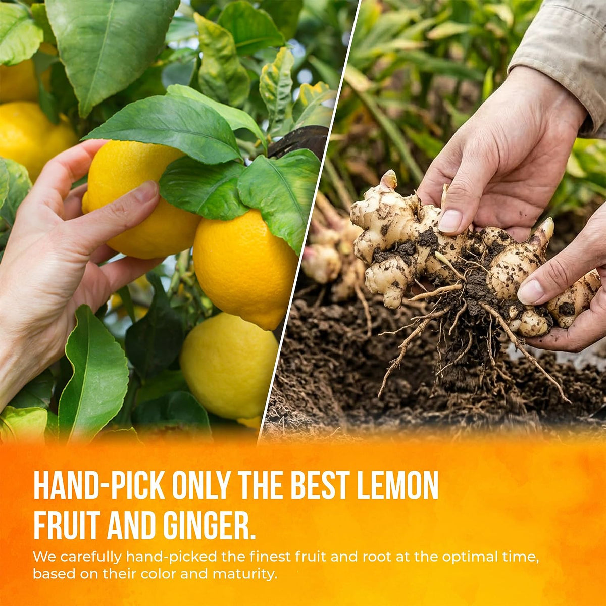 FreshDrinkUS, Premium 75 Lemon Ginger Tea Bags, 100% Natural Ingredients, Hand-made Blend of Lemon and Ginger, Eco-conscious Tea Bags. No Sugar, No Caffeine, No Gluten, Vegan.