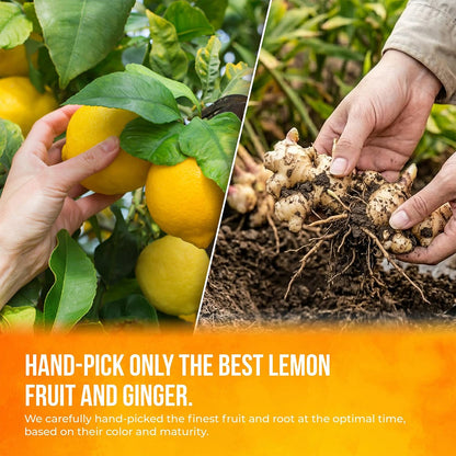 FreshDrinkUS, Premium 75 Lemon Ginger Tea Bags, 100% Natural Ingredients, Hand-made Blend of Lemon and Ginger, Eco-conscious Tea Bags. No Sugar, No Caffeine, No Gluten, Vegan.