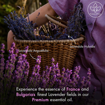 Majestic Pure Essential Oil with Glass Dropper - Essential Oils for Diffuser, Aromatherapy, Soap and Candle Making, Lavender Essential Oil, Lavender Oil, 4 Fl Oz